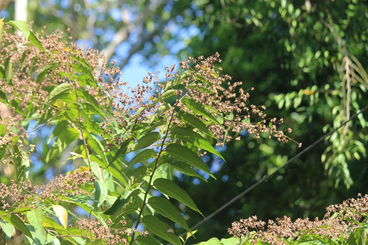 Julostylis angustifolia (Arn.) Thwaites